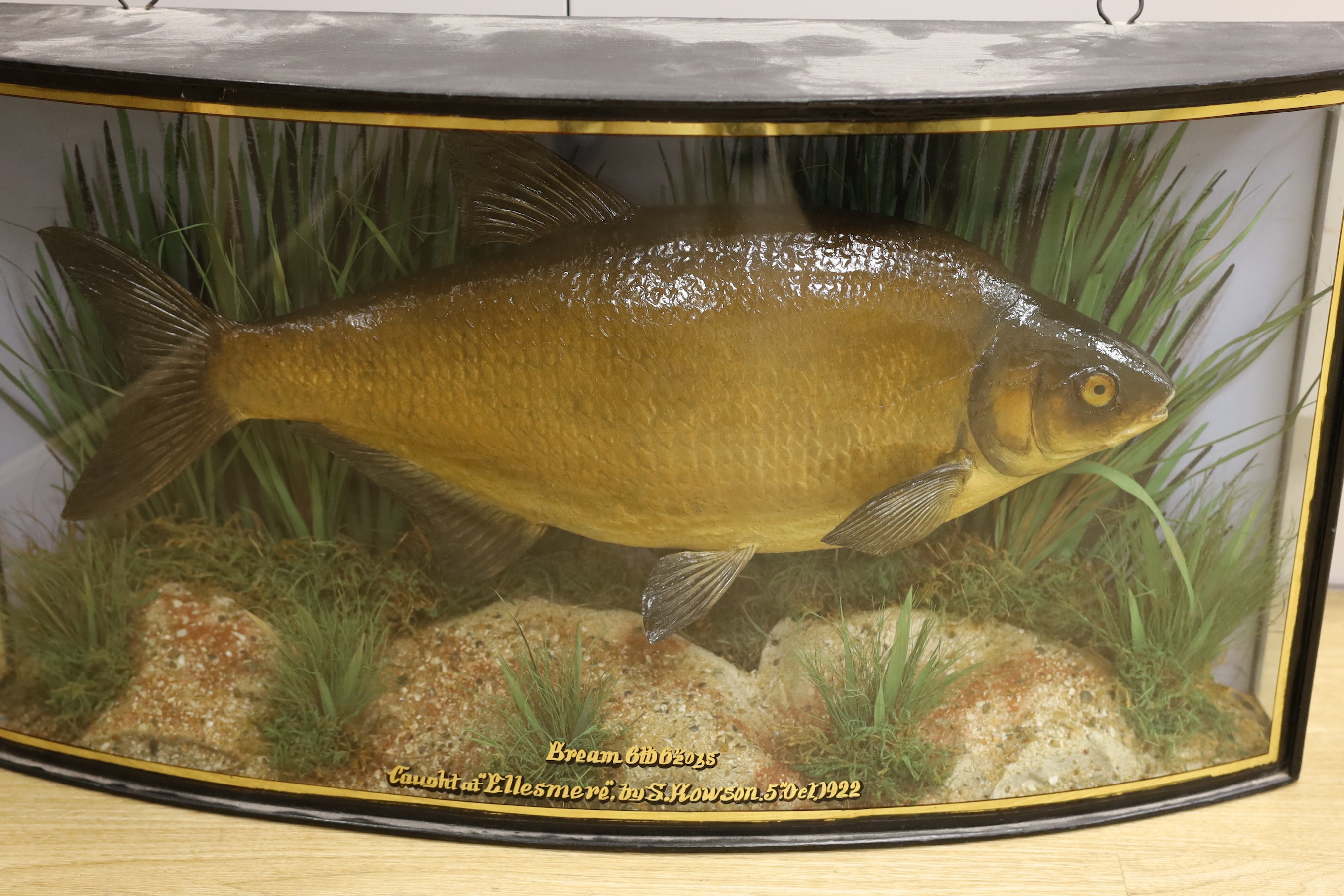 A cased taxidermic bream, 1922, caught at “Ellesmere” by S.Howson